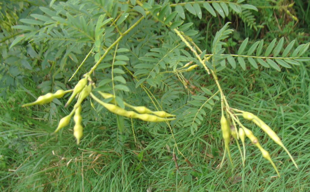 천산주 이미지