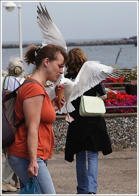 사람을 등는 갈매기 | 인스티즈