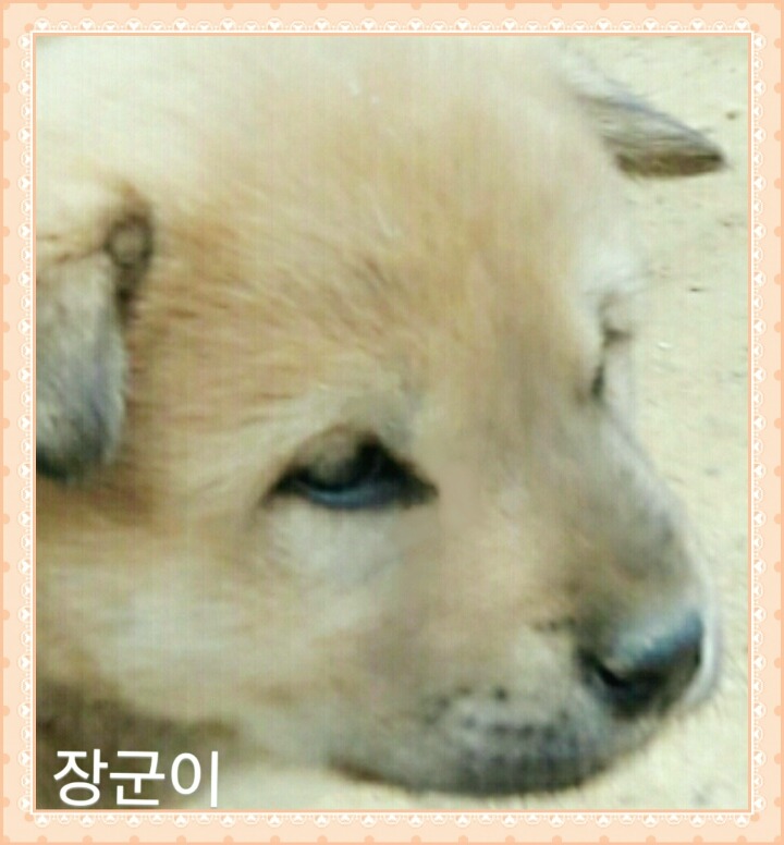 복실이 이미지