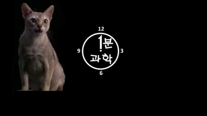 고양이가 "야옹~"하고 우는 이유는?? | 인스티즈