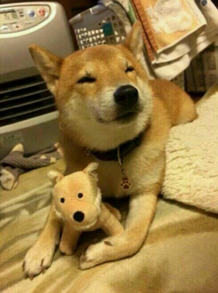 동생이 생겨서 기분좋은 멍멍이.jpg | 인스티즈