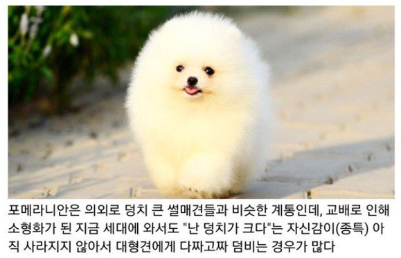 포메라니안이 성격이 까칠한 이유 | 인스티즈