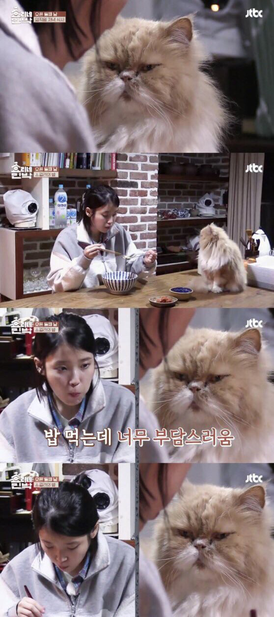 아이유 밥먹는데 부담스럽게 쳐다보는 고양이 | 인스티즈