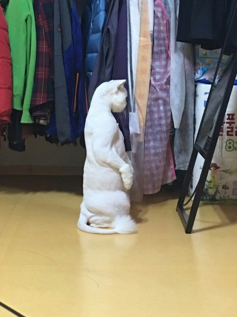 우리집 고양이 정말 뭐 있는게 아닐까.jpg | 인스티즈