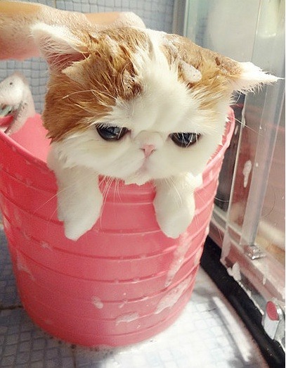 고양이 예찬 | 인스티즈