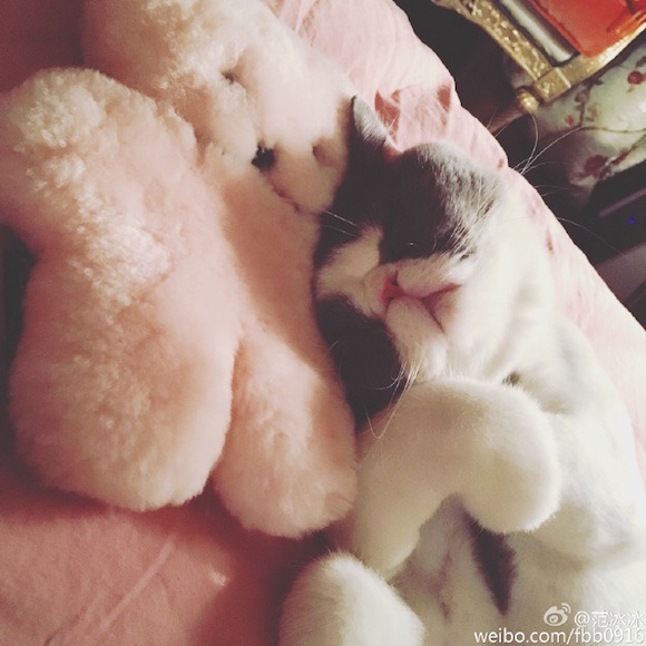 판빙빙 고양이.jpg | 인스티즈