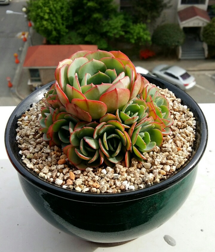 바디스 이미지