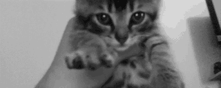아깽이.gif | 인스티즈