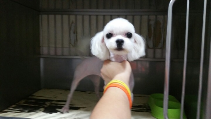 유기견의 변신 그 세번째 이야기.. 그리고 또 많은분들이 봐주셨으면 하는 이야기.. | 인스티즈