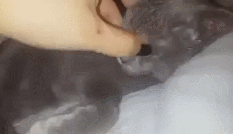 냥이님 모시는 집사들 공감.gif (사주의) | 인스티즈