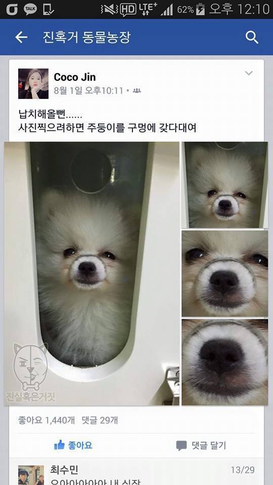 강아지들 | 인스티즈