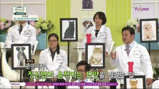 운동체질 강아지와 방콕체질 고양이?! | 인스티즈