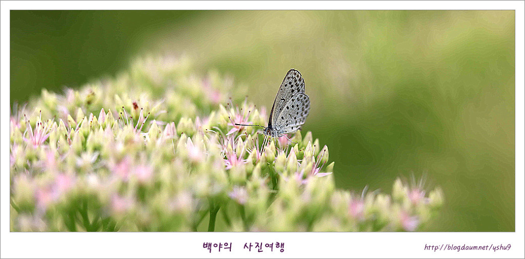 꿩의비름 이미지