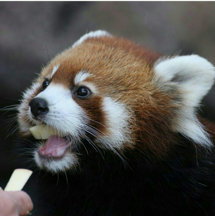 단언컨데 랫서판다는 세상에서 가장 귀여운 생명체 중 하나요 | 인스티즈