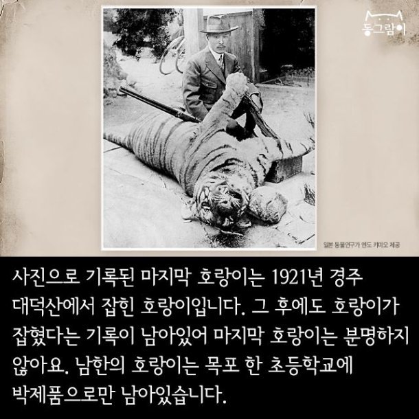 일제 강점기 멸종된 한반도의 동물들 | 인스티즈