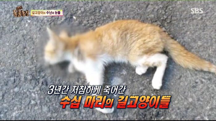 눈앞에서 제 아이가 맞아죽었습니다. 도와주세요 | 인스티즈