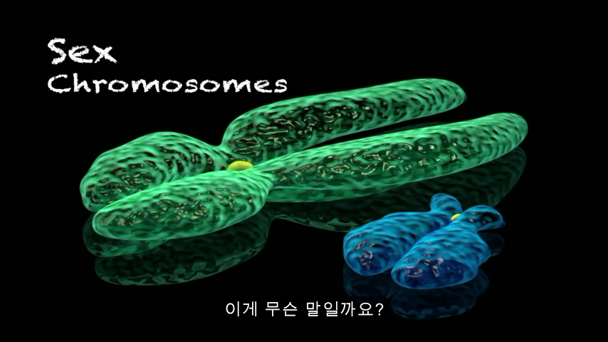 [TED] 왜 약은 종종 여성에게 위험한 부작용이 있는가 | 인스티즈