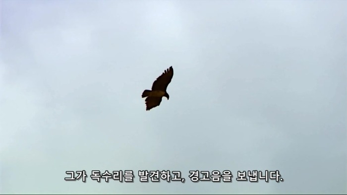 까마귀의 지능에 대한 고찰.jpg | 인스티즈