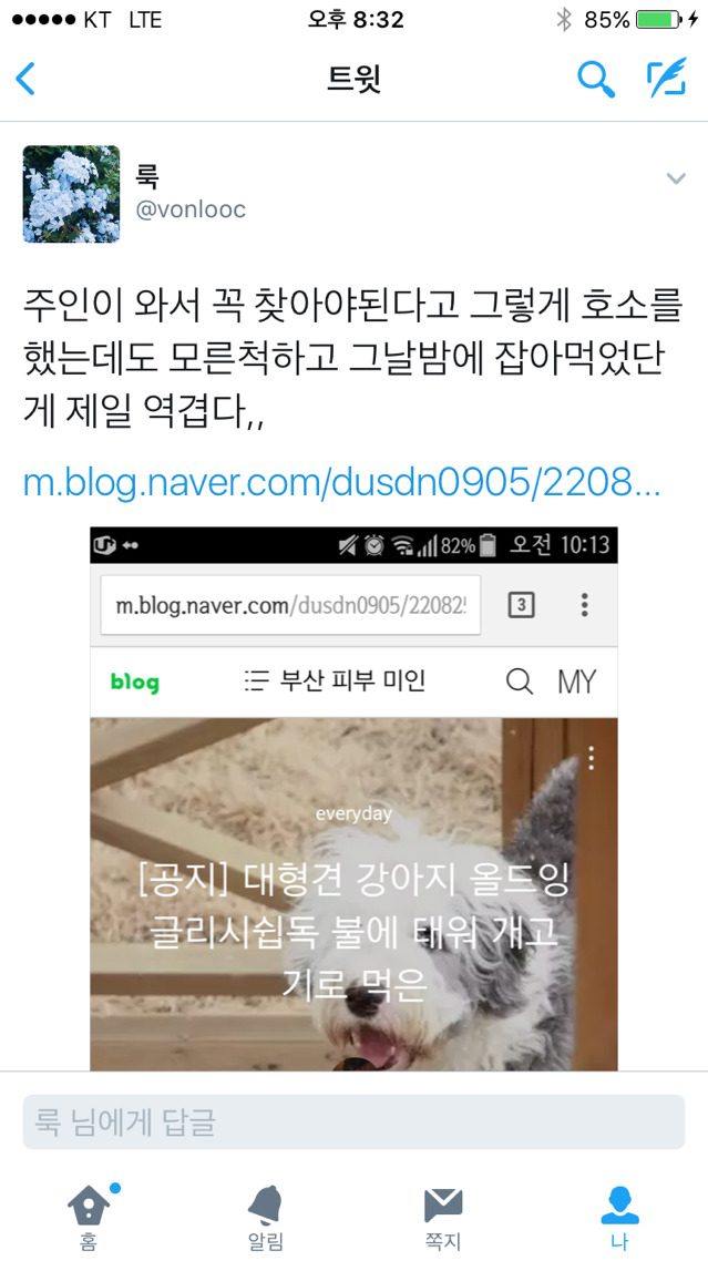 [눈물주의] 주인 잃어버린 대형견 잡아먹은 몰상식한 인간들 | 인스티즈