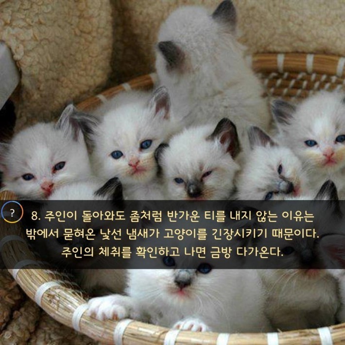 야옹이를 대하는 예의 | 인스티즈