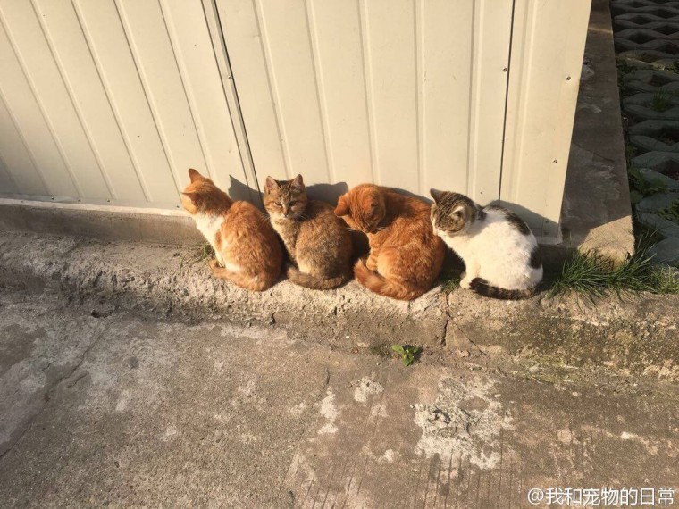너도 오라냥.jpg | 인스티즈