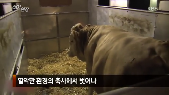 고마움을 표현하는 소.jpg | 인스티즈