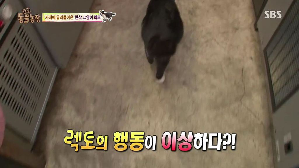 동물농장 [카페에굴러들어온고양이렉토] | 인스티즈