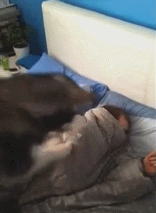 고양이 vs 개 꾹꾹이 비교 | 인스티즈