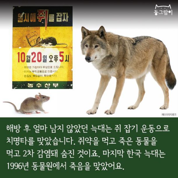 일제 강점기 멸종된 한반도의 동물들 | 인스티즈