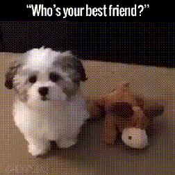 친한 친구가 누구니? gif | 인스티즈