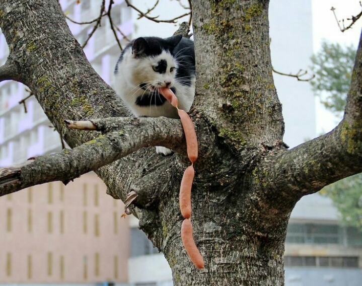 밥먹는 고양이.jpg | 인스티즈