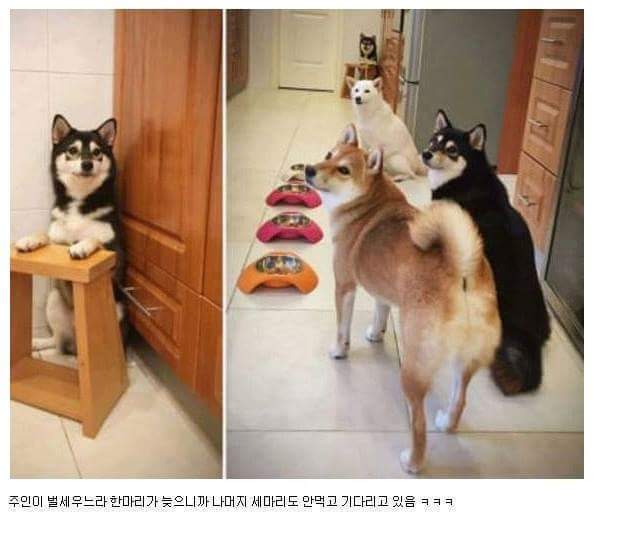 멍뭉이들의 우정.jpg | 인스티즈