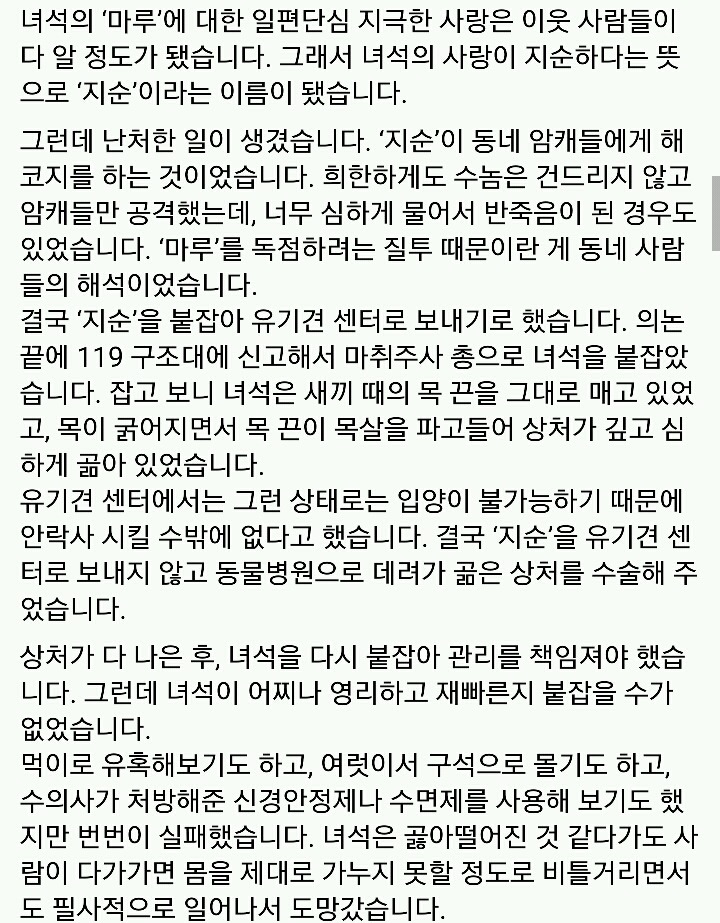 문재인 반려견 마루♡지순의 이야기 | 인스티즈