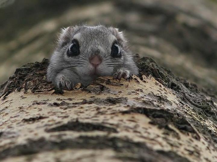 일본에 사는 초귀요미 | 인스티즈