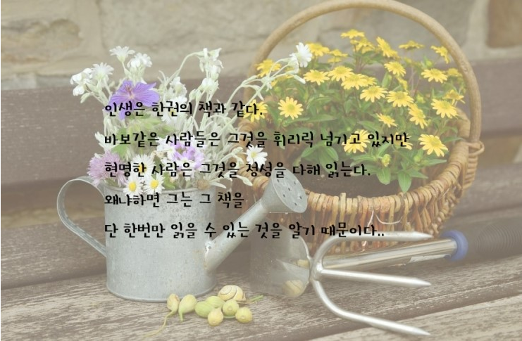 카피아 이미지