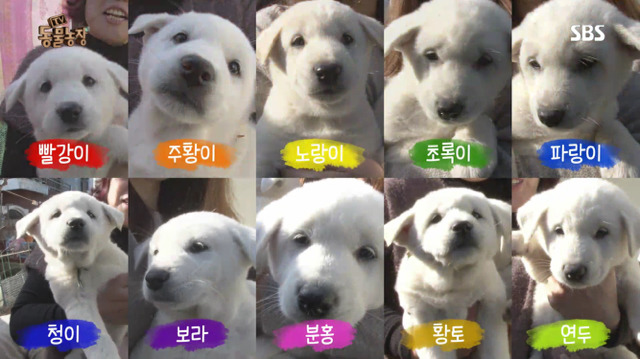 동물농장 이미지