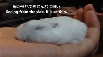 햄찌 기르는 사람들이 들으면 멘탈 깨지는 말 3대장 (햄찌맘들 쿠크주의) | 인스티즈