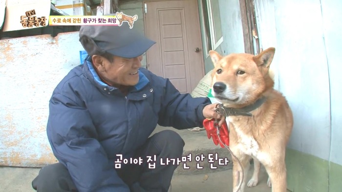 [동물농장] 수로 속에 갇힌 황구가 찾는 희망.JPG (감동주의) | 인스티즈