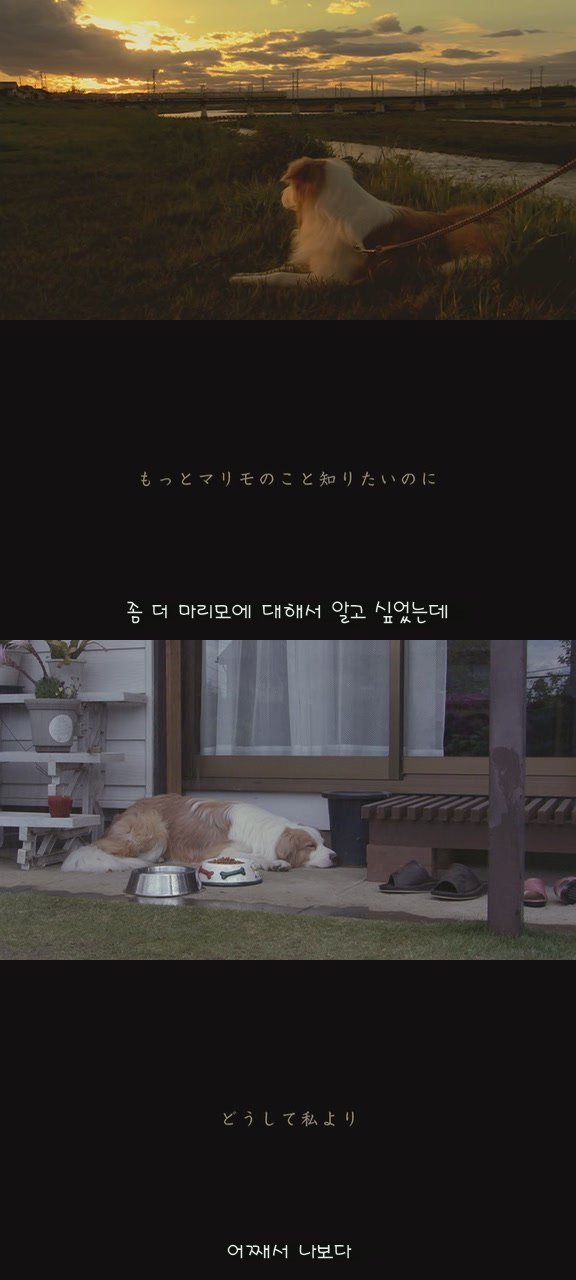 강아지의 삶 | 인스티즈