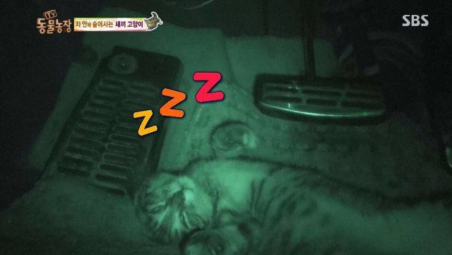 동물농장에 나온 고양이 | 인스티즈