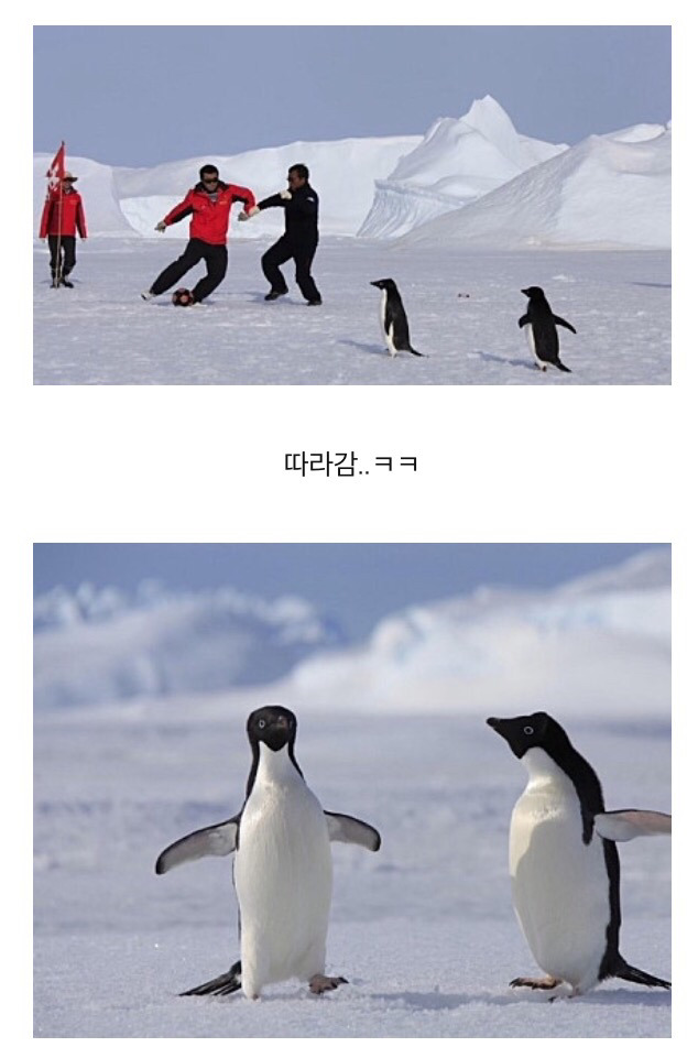 흔한 남극의 일진.jpgif | 인스티즈
