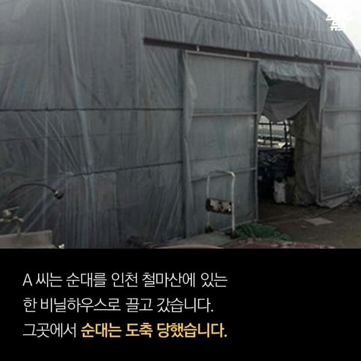 제 강아지가 잡아먹혔습니다 | 인스티즈
