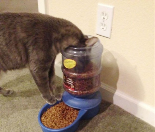 냥이들의 이해못할 심리 | 인스티즈