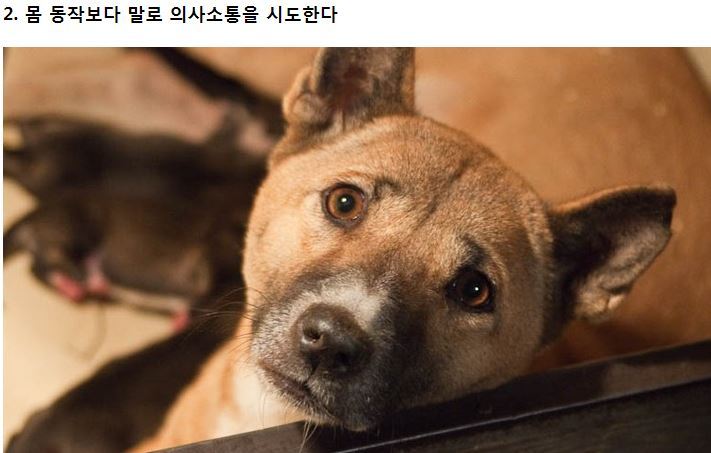 강아지가 싫어하는 8가지 행동.jpg | 인스티즈