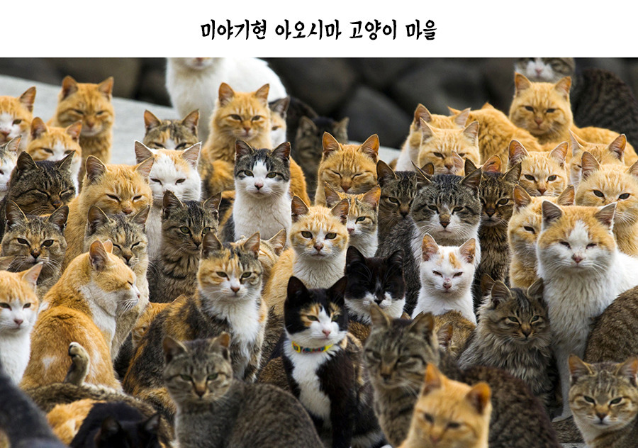 열도의 마을.jpg | 인스티즈