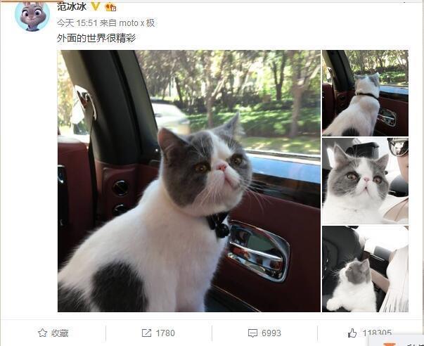 판빙빙 고양이.jpg | 인스티즈