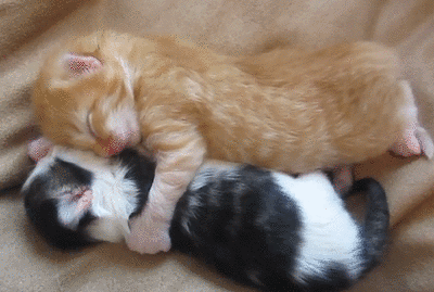 고양이 새끼들 .gif | 인스티즈