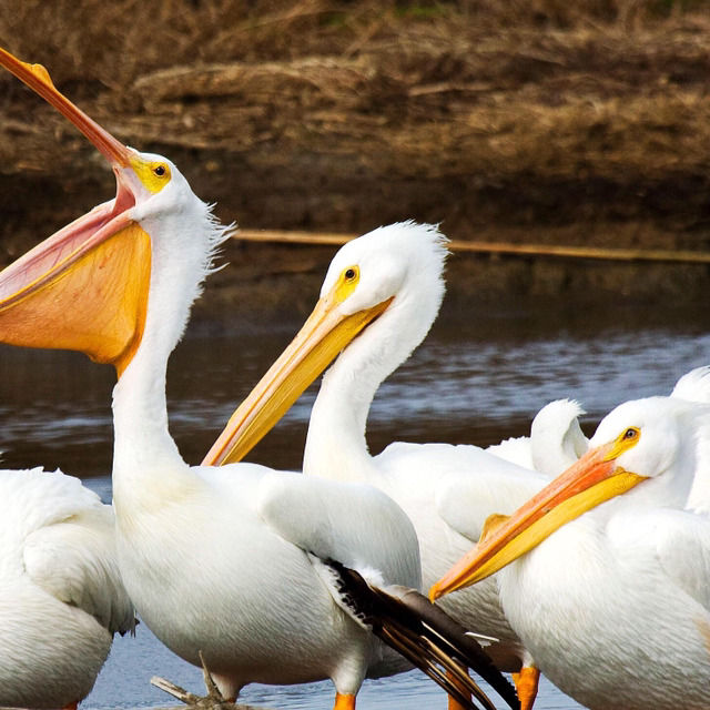 펠리칸 vs 비글 성견 둘이 싸우면 승자는??? | 인스티즈