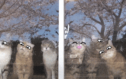 고양이 움짤모음.gif | 인스티즈