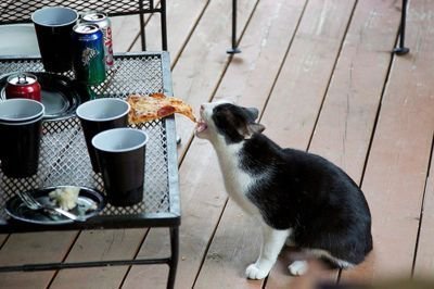 밥먹는 고양이.jpg | 인스티즈